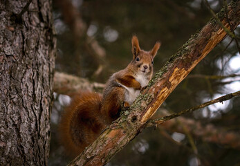 Naklejka na ściany i meble European squirrel on a spruce branch