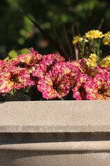 flowers in the garden