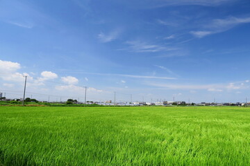 稲穂の付き始めた夏の風のある近郊の青田風景