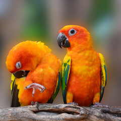 Fototapeta na wymiar Sun Conure parrot bird