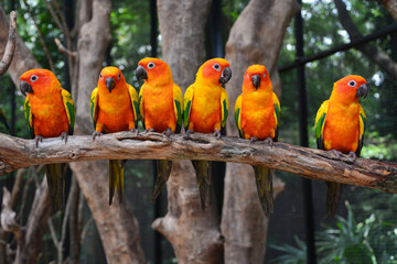 Sun Conure parrot bird