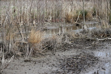 Swamp area in Spring