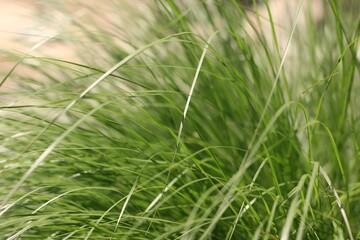 green grass background