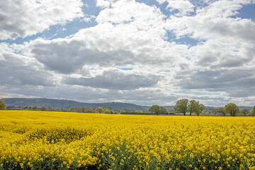 Obraz premium Old oak tree in a field of Canola crops.