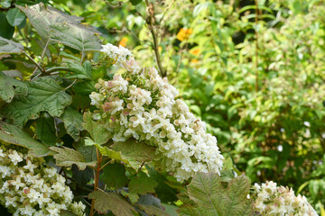 カシワバアジサイ