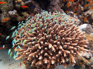 red sea fish and coral reef in blue hole dive spot in the red sea