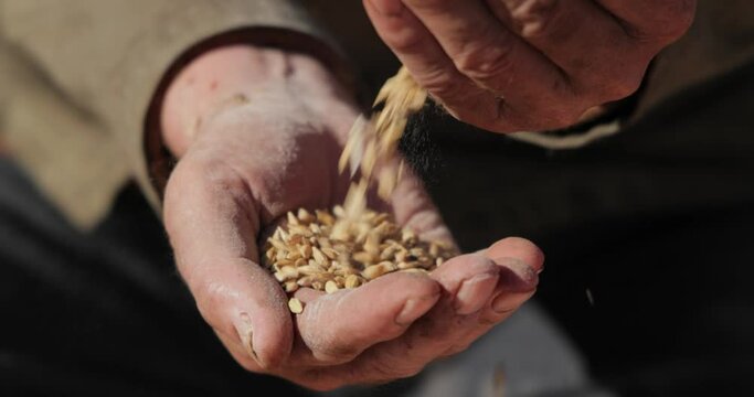 Farmer inspects his crop of hands hold ripe wheat seeds.