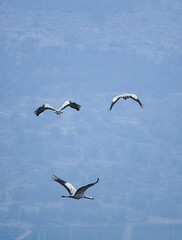 birds in flight