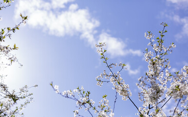 A branch of cherry blossoms on the background of the sky in spring