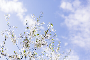 A branch of cherry blossoms on the background of the sky in spring