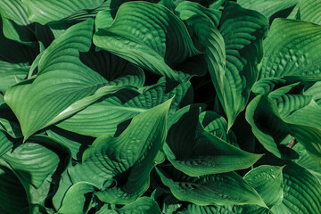 Green hosta leaves background. Green natural background