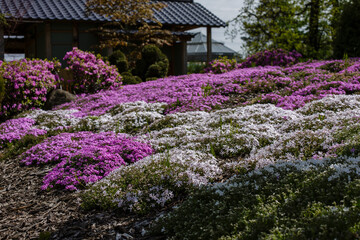 Blooming purple, pink, white Phlox subulate in landscape design. Decorative ground cover plant Phlox subulate in the garden - obrazy, fototapety, plakaty