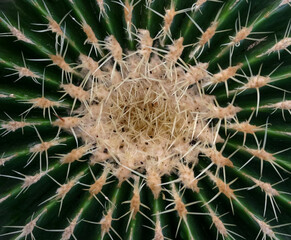 Naklejka na ściany i meble The top of an old cactus plant (Echinocactus grusonii) with yellow spines