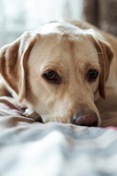 Fawn Labrador on the bed, close-up portrait