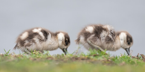 Young egyptian goose goslings feeding under close supervision from its parents