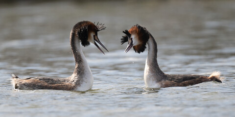 Pair of great crested grebes with raised head plumes raised in intricate pair-bonding display