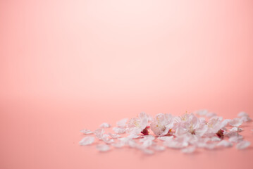 Fototapeta na wymiar ピンクの背景と桜の花