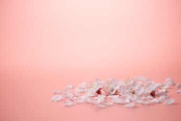 Obraz premium ピンクの背景と桜の花