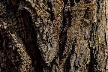 bark of a tree close up