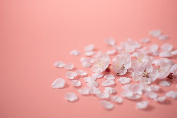 ピンクの背景と桜の花
