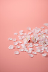 ピンクの背景と桜の花