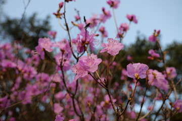 flower, 네이처, 봄, 분홍, 블로섬, 식물, flower, 개화, 보라색, 나무, 뜰, 미, 식물, 가지, 개화, 꽃, 매크로, 근접, 근접, 여름, 헤더, 계절, 버찌, beautiful