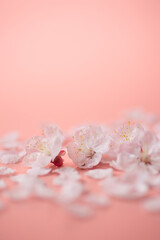 ピンクの背景と桜の花