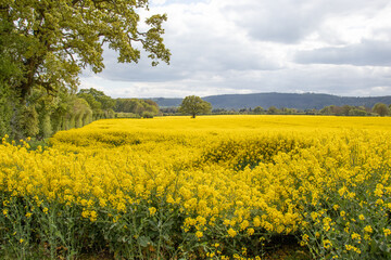 Obraz premium Old oak tree in a field of Canola crops.