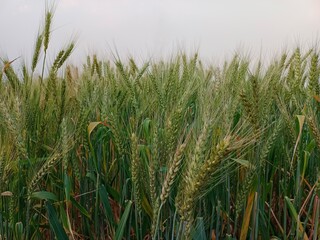 Common wheat plants growing in Punjab Pakistan 