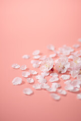 Obraz premium ピンクの背景と桜の花