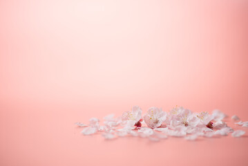 Obraz na płótnie Canvas ピンクの背景と桜の花
