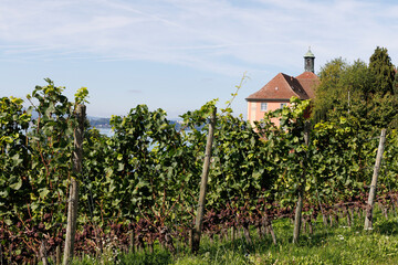 Fototapeta na wymiar vineyard in autumn at bodensee