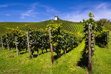 vineyard in autumn at bodensee