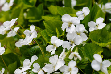 Canadian violet ( lat.Viola canadensis) is a species of dicotyledonous plants of the Violet genus (Viola )