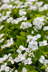 Canadian violet ( lat. Viola canadensis) is a species of dicotyledonous plants of the Violet genus (Viola )