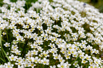 Arends' saxifrage white flowers ( lat. Saxifraga arendsii) is a perennial evergreen herbaceous plant