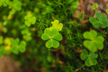 Fototapeta na wymiar Lucky Irish Four Leaf Clover in the Field for St. Patricks Day 