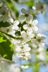 Blooming apple flowers, branches in bright sunlight colors.