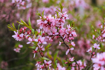 Common almond ( lat. Prunus dulcis ) is a shrub or small tree from the subgenus Almond ( Amygdalus )