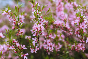 Obraz premium Common almond ( lat. Prunus dulcis ) is a shrub or small tree from the subgenus Almond ( Amygdalus )