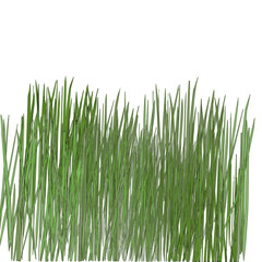 green grass isolated on white