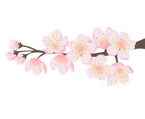 Pink cherry blossom branch bloom vector 