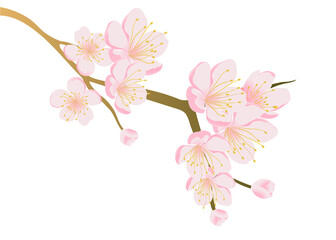 Illustration of pink cherry blossom bloom vector