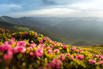 Magic pink rhododendron flowers blooming on green summer meadow. Incredible spring morning in Carpathisn mountains with amazing pink rhododendron flowers. Landscape photography