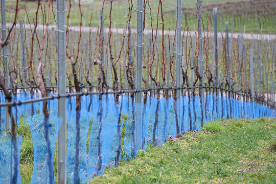A grapevine stands lush, watered by inline irrigation.