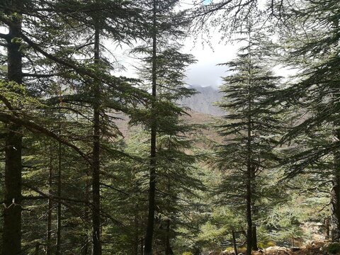 Photo pris en Alg&eacute;rie a Tikjda