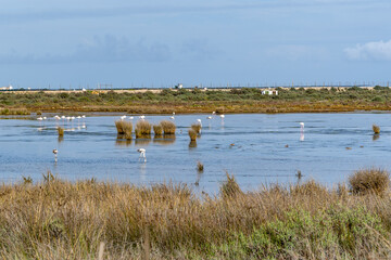 flamingos in a lake