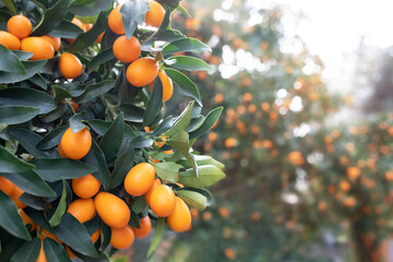 A branch of a citrus tree Kumquat with orange fruits with a flare from the sun's rays