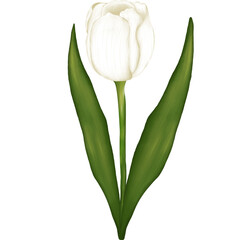 Hand drawn watercolor white tulip flower. Watercolor flower illustration isolated on transparent background. Wedding decoration,greeting cards.