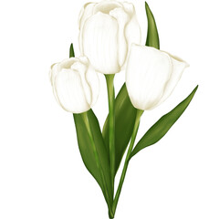 Watercolor white tulip flower bouquet illustration isolated on transparent background.wedding decoration,greeting cards,birthday,wallpaper,etc.